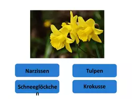 Vorschau - Spiele - Interaktives Power-Point-Quiz: Frühblüher bestimmen - Seite 3
