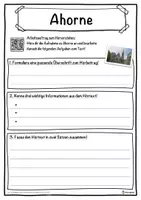 Vorschau - Unterrichtsreihen - Ahorn Lückentext mit Wortspeicher und Suchsel inkl. Musterlösung - Seite 3