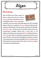 Vorschau - Unterrichtsreihen - Algen Lückentext mit Wortspeicher Hörverstehen und Suchsel - Seite 2