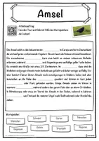 Vorschau - Unterrichtsreihen - Amsel Lückentext mit Wortspeicher Hörverstehen und Suchsel - Seite 1