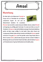 Vorschau - Unterrichtsreihen - Amsel Lückentext mit Wortspeicher Hörverstehen und Suchsel - Seite 2