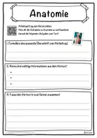 Vorschau - Unterrichtsreihen - Anatomie Lückentext mit Wortspeicher Hörverstehen und Suchsel - Seite 3