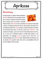 Vorschau - Unterrichtsreihen - Aprikose Lückentext mit Wortspeicher Hörverstehen und Suchsel - Seite 2