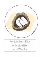 Vorschau - Poster - Entwicklung der Hummel, Tafelbilder, vom Ei zum erwachsenen Tier - Seite 1