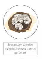 Vorschau - Poster - Entwicklung der Hummel, Tafelbilder, vom Ei zum erwachsenen Tier - Seite 3