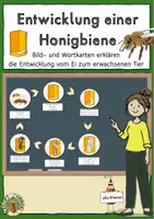 Vorschau - Poster - Entwicklung Honigbiene, Tafelbilder, vom Ei zum erwachsenen Tier - Deckblatt