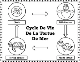 Aperçu - Préparation de séance / Séance complète - Cycle de vie de la Tortue De Mer Activité Science - Page 1