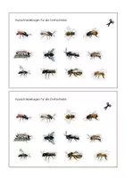 Vorschau - Mal- und Bastelvorlagen - Wildbienen und Honigbiene, Drehscheibe zur Bestimmung - Seite 3