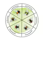 Vorschau - Mal- und Bastelvorlagen - Hummeln, Drehscheibe zur Bestimmung - Seite 3