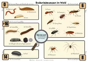 Vorschau - Spiele - Materialpaket Wald Klasse 3-6 - Seite 2