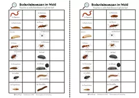 Vorschau - Spiele - Materialpaket Wald Klasse 3-6 - Seite 3