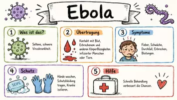 Vorschau - Arbeitsblätter - Lernposter + AB mit Fragen zum Thema "Ebola" + Lösungsblatt + Infografik - Seite 2