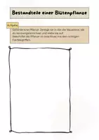 Vorschau - Arbeitsblätter - Aufbau einer Blütenpflanze - Modell + Echte Pflanzen - Seite 2