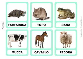 anteprima - Flashcard - Flashcards del linguaggio - 365 carte di vocabolario - Pagina 2
