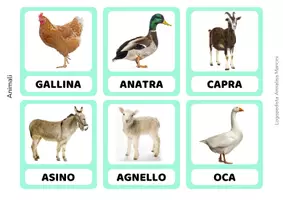 anteprima - Flashcard - Flashcards del linguaggio - 365 carte di vocabolario - Pagina 3
