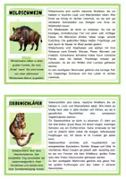 Vorschau - Stationenlernen - Wissenskartei Waldtiere / Lesekartei / Sachunterricht - Seite 3