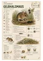 Vorschau - Arbeitsblätter - Gelbhalsmaus – kostenloses Materialpaket für Sachunterricht & Naturbildung Bella Wildherz - Deckblatt