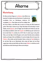 Vorschau - Unterrichtsreihen - Ahorne Lückentext mit Wortspeicher Hörverstehen und Suchsel - Seite 2