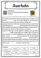 Vorschau - Unterrichtsreihen - Auerhuhn Lückentext mit Wortspeicher Hörverstehen und Suchsel - Seite 1