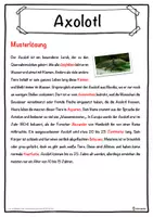 Vorschau - Unterrichtsreihen - Axolotl Lückentext mit Wortspeicher Hörverstehen und Suchsel - Seite 2