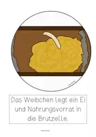 Vorschau - Poster - Entwicklung Wildbiene, Tafelbilder, vom Ei zum erwachsenen Tier - Seite 1