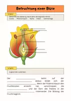 Vorschau - Arbeitsblätter - Befruchtung einer Blüte entdecken - Deckblatt