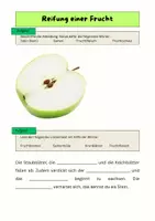 Vorschau - Arbeitsblätter - Reifung der Frucht entdecken - Deckblatt