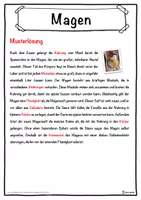 Vorschau - Unterrichtsreihen - Magen Lückentext mit Wortspeicher Hörverstehen und Suchsel - Seite 2