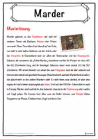 Vorschau - Unterrichtsreihen - Marder Lückentext mit Wortspeicher Hörverstehen und Suchsel - Seite 2
