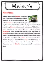 Vorschau - Unterrichtsreihen - Maulwürfe Lückentext mit Wortspeicher Hörverstehen und Suchsel - Seite 2
