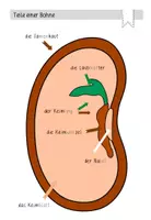 Vorschau - Präsentationen/Tafelbilder - Teile einer Bohne: Legematerial zum Aufbau eines Samens - Seite 3