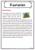Vorschau - Unterrichtsreihen - Kastanien Lückentext mit Wortspeicher Hörverstehen und Suchsel - Seite 2