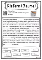 Vorschau - Unterrichtsreihen - Kiefern (Bäume) Lückentext mit Wortspeicher Hörverstehen und Suchsel - Seite 1