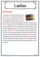 Vorschau - Unterrichtsreihen - Lachse Lückentext mit Wortspeicher Hörverstehen und Suchsel - Seite 2
