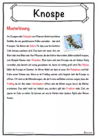 Vorschau - Unterrichtsreihen - Knospe Lückentext mit Wortspeicher Hörverstehen und Suchsel - Seite 2
