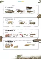 Vorschau - Unterrichtsreihen - Gewässer unter der Lupe - Bioindikatoren in Fluss und Bach - Seite 3