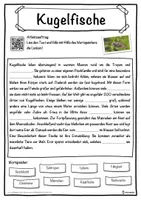 Vorschau - Unterrichtsreihen - Kugelfische Lückentext mit Wortspeicher Hörverstehen und Suchsel - Seite 1