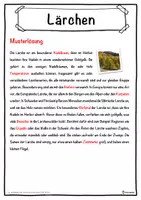 Vorschau - Unterrichtsreihen - Lärchen Lückentext mit Wortspeicher Hörverstehen und Suchsel - Seite 2