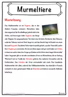 Vorschau - Unterrichtsreihen - Murmeltiere Lückentext mit Wortspeicher Hörverstehen und Suchsel - Seite 2