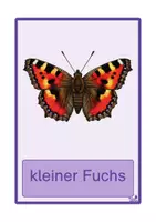 Vorschau - Stationenlernen - Schmetterlinge - Bildkarten (Grund- & Druckschrift) - Seite 3