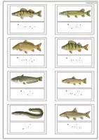 Vorschau - Arbeitsblätter - Klettmappe Angeln + Fische - Seite 2