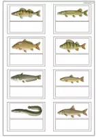 Vorschau - Arbeitsblätter - Klettmappe Angeln + Fische - Seite 3