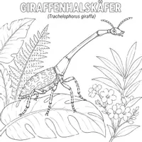 Vorschau - Mal- und Bastelvorlagen - Insekten Ausmalbilder (50 exotische Malvorlagen) - Seite 1
