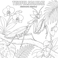Vorschau - Mal- und Bastelvorlagen - Insekten Ausmalbilder (50 exotische Malvorlagen) - Seite 2