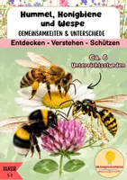 Vorschau - Arbeitsblätter - Hummel, Biene und Wespe - Gemeinsamkeiten und Unterschiede - Deckblatt