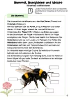 Vorschau - Arbeitsblätter - Hummel, Biene und Wespe - Gemeinsamkeiten und Unterschiede - Seite 3