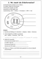 Vorschau - Stationenlernen - Genetik verstehen: Selbstlernheft für Klasse 9/10 - Seite 3
