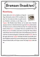 Vorschau - Unterrichtsreihen - Bremsen (Insekten) Lückentext mit Wortspeicher Hörverstehen und Suchsel - Seite 2