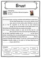 Vorschau - Unterrichtsreihen - Brust Lückentext mit Wortspeicher Hörverstehen und Suchsel - Seite 1