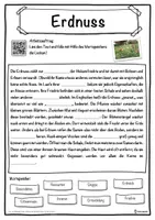 Vorschau - Unterrichtsreihen - Erdnuss Lückentext mit Wortspeicher Hörverstehen und Suchsel - Seite 1